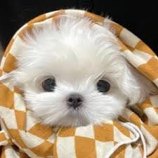 Mulan Jameela avatar